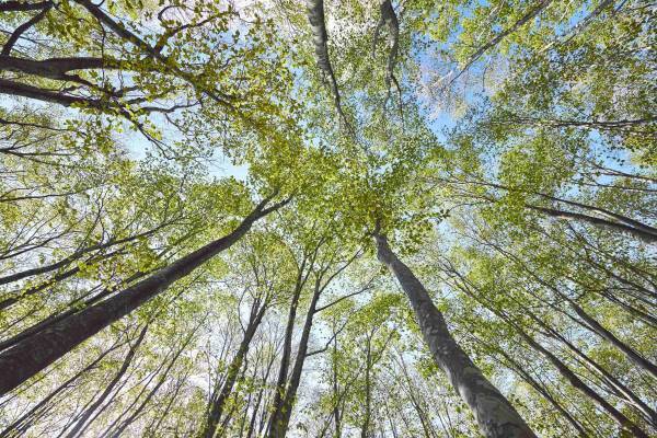 【奥入瀬渓流ホテル】約1ヵ月限定の特別な景色を満喫する「春の根びらきさんぽ」実施 ～根びらきストレッチと根びらきドリンクでリフレッシュ～｜開催期間：2022年5月9日～22日
