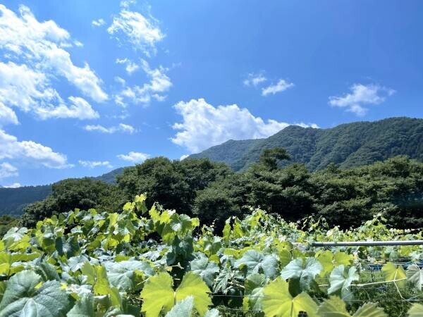 冷凍食品ブームのさらにその先へ。 樹上完熟シャインマスカットを贅沢冷凍スイーツに。