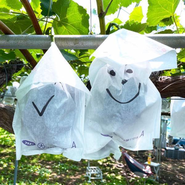 冷凍食品ブームのさらにその先へ。 樹上完熟シャインマスカットを贅沢冷凍スイーツに。