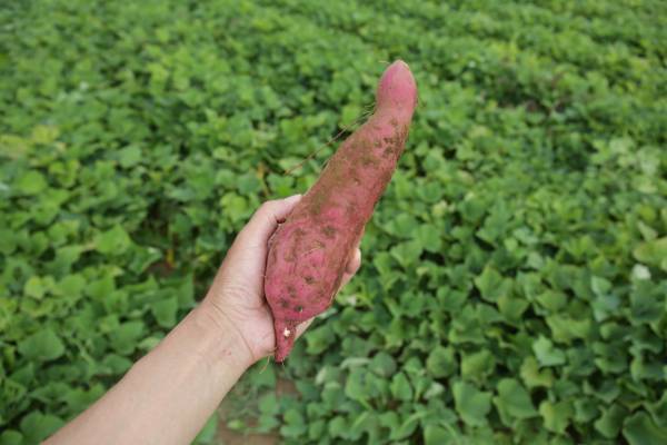 ＼HappyHalloween／ラ・メゾンのかぼちゃのタルト販売中