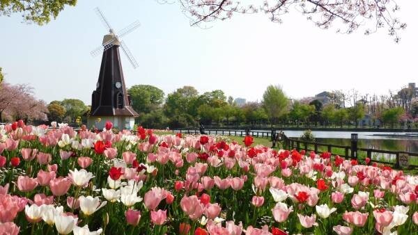 ～花と光のムーブメント～　浮間公園 × チューリップ　２０２２ チューリップと風車のそばで、春をたのしみませんか？