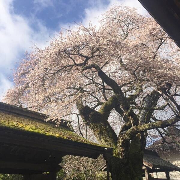 【清浄心院】1年に一度だけの秘仏公開。&quot;秀吉の傘桜&quot;の見ごろと共に「春の大護摩祈願祭」を開催します　/　2022年4月18日（月）～20日（水）