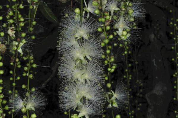 【西表島ホテル】一夜だけ咲く幻の「サガリバナ」を鑑賞しながら朝食を楽しむ「絶景サガリバナ朝食」開催｜期間：2022年7月5日～15日