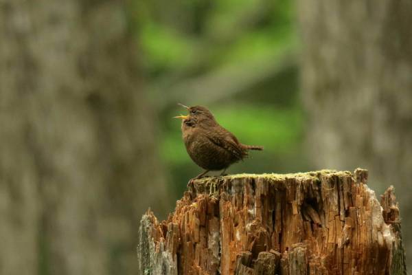【奥入瀬渓流ホテル】専門ネイチャーガイドとのんびり鳥を待つアクティビティ「渓流バードウォッチング」新登場｜期間：2022年4月16日〜5月8日