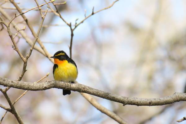 【奥入瀬渓流ホテル】専門ネイチャーガイドとのんびり鳥を待つアクティビティ「渓流バードウォッチング」新登場｜期間：2022年4月16日〜5月8日