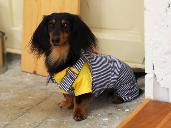 ワンちゃんネコちゃんのご家族必見！「オーサムストア」の新作ペットアイテムで夏のオシャレを一緒に楽しもう！