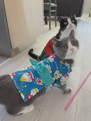 ワンちゃんネコちゃんのご家族必見！「オーサムストア」の新作ペットアイテムで夏のオシャレを一緒に楽しもう！