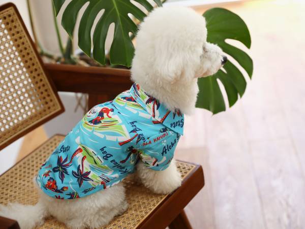 ワンちゃんネコちゃんのご家族必見！「オーサムストア」の新作ペットアイテムで夏のオシャレを一緒に楽しもう！