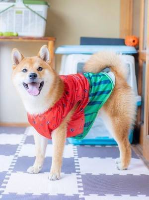 ワンちゃんネコちゃんのご家族必見！「オーサムストア」の新作ペットアイテムで夏のオシャレを一緒に楽しもう！