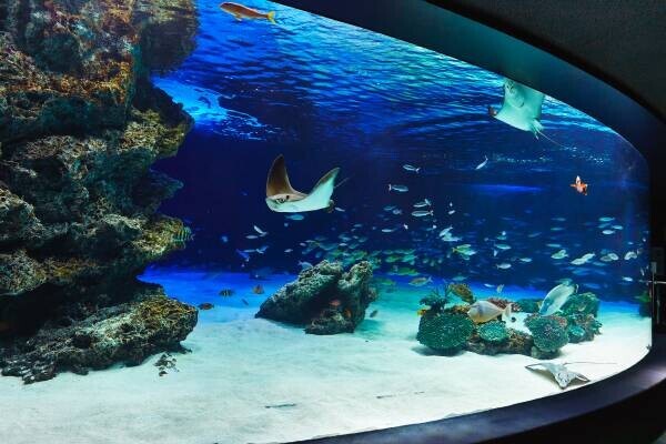 夏の夜、生き物の魅力あふれるサンシャイン水族館に行こう。 幻想的な夜のリアル謎解きゲーム第3弾、6/24(金)から