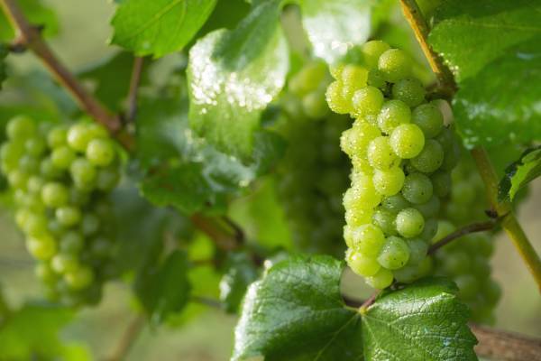 【リゾナーレ八ヶ岳】12月3日リリース　ドメーヌ ミエ・イケノ「Mie Ikeno 月香Chardonnay 2021」宿泊者限定で販売