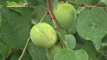 和歌山県で新しい旅のスタイル、ワーケーションを体験！ 和歌山ほっこり探訪 ～日本一の“梅”の産地で“田舎ぐらし”～ 　7月31日(日)夕方6時30分～BS12 トゥエルビで放送