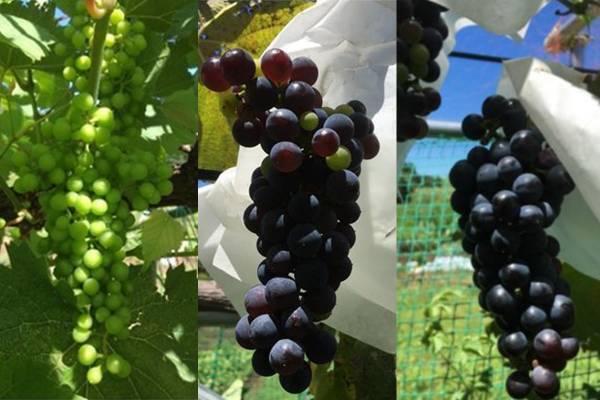 類稀なる特性を持つ新品種 藤沢市で発見 【日本ワインなび取材レポ】 株式会社ショーナン代表 田中利忠さんに学ぶ