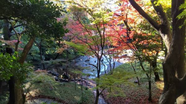 小石川後楽園「イロハモミジが見ごろ入り！」