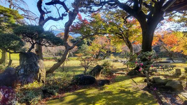 小石川後楽園「イロハモミジが見ごろ入り！」