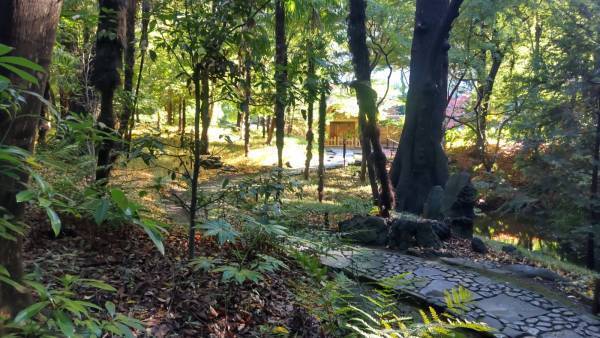 小石川後楽園「イロハモミジが見ごろ入り！」