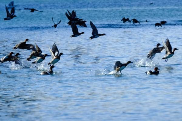 【星のや東京】江戸の風情を感じる「朝鍋舟あそび」を提供　～炬燵舟で朝焼けを望みながら、発酵ねぎま鍋を堪能～｜期間：2022年12月1日～2023年2月28日