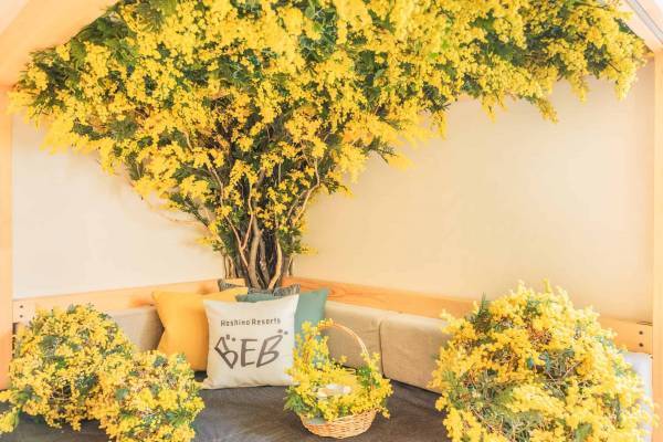 【BEB5軽井沢】お部屋がまるごとミモザで包まれた1日1室限定の「まるごとミモザルーム」に宿泊してお花見気分を味わえる「まるごとミモザステイ」販売｜期間：2023年3月1日～31日