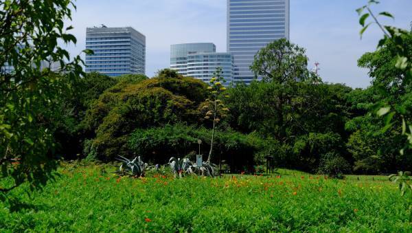 10年ぶりの開花！浜離宮恩賜庭園のアオノリュウゼツラン咲き誇る（東京都 中央区）