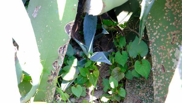 10年ぶりの開花！浜離宮恩賜庭園のアオノリュウゼツラン咲き誇る（東京都 中央区）