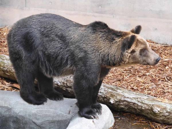 【OMO7旭川】えぞひぐま館を200％楽しむ「えぞひぐまの話しかしない、旭山動物園講座」開催｜期間：2022年 6月1日～8月31日
