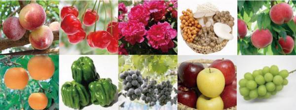 「第12回 信州なかの巡りEYEウォーク」10月２日 長野県中野市にて開催