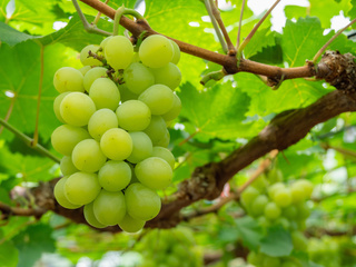 「第12回 信州なかの巡りEYEウォーク」10月２日 長野県中野市にて開催