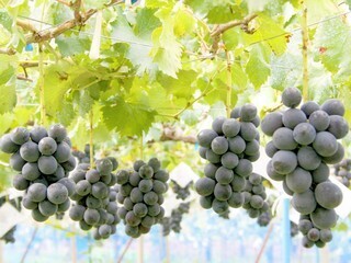 「第12回 信州なかの巡りEYEウォーク」10月２日 長野県中野市にて開催