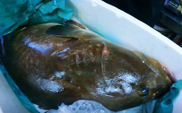 【春到来前の冬限定ラスト】今季一番美味しい『天然クエ』をさばく！