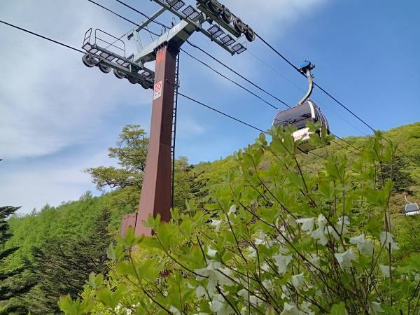 マウントジーンズ那須のゴヨウツツジ群生地が見頃