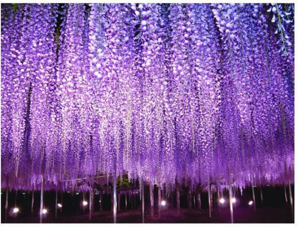 マウントジーンズ那須のゴヨウツツジ群生地が見頃