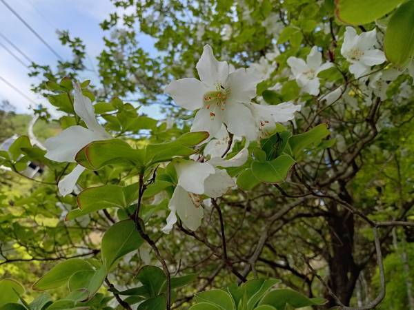 マウントジーンズ那須のゴヨウツツジ群生地が見頃