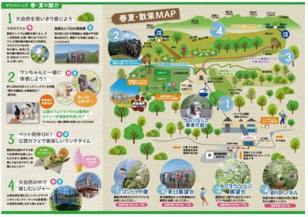 マウントジーンズ那須のゴヨウツツジ群生地が見頃