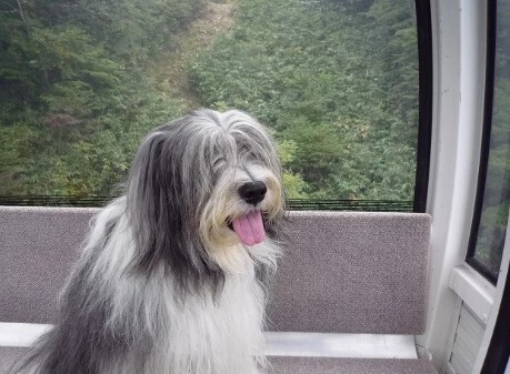 マウントジーンズ那須のゴヨウツツジ群生地が見頃