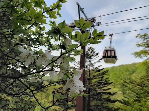 マウントジーンズ那須のゴヨウツツジ群生地が見頃