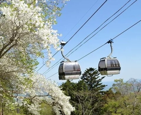 マウントジーンズ那須のゴヨウツツジ群生地が見頃