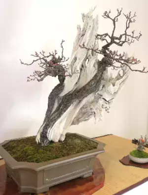 神代植物公園「正月開園と新春の催し」のお知らせ