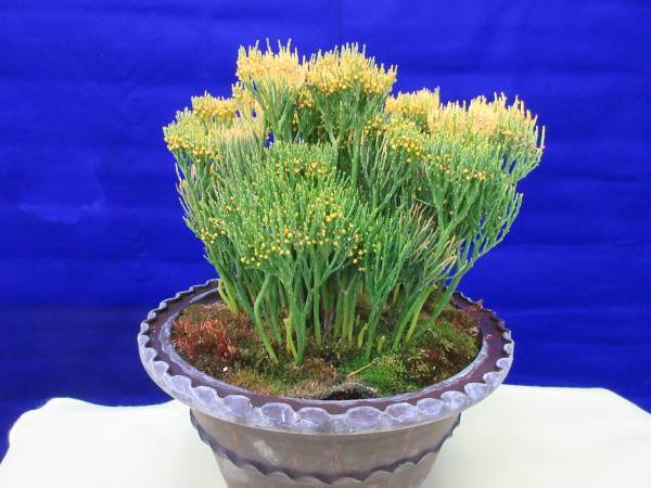 神代植物公園「正月開園と新春の催し」のお知らせ