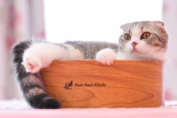 横浜元町中華街駅から徒歩2分！ホッと一息つきながら猫に癒されるおすすめの猫カフェ人気店『猫カフェ 猫ちゃんといっしょ』の情報をFindサービスで公開