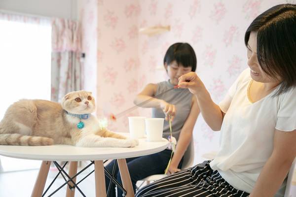 横浜元町中華街駅から徒歩2分！ホッと一息つきながら猫に癒されるおすすめの猫カフェ人気店『猫カフェ 猫ちゃんといっしょ』の情報をFindサービスで公開