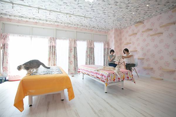 横浜元町中華街駅から徒歩2分！ホッと一息つきながら猫に癒されるおすすめの猫カフェ人気店『猫カフェ 猫ちゃんといっしょ』の情報をFindサービスで公開