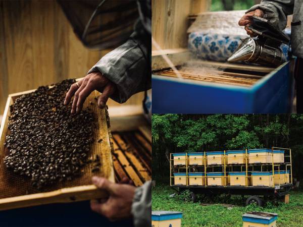 「ウクライナ産ひまわりはちみつ」がアートパッケージで登場。ウクライナ養蜂の復興を願い、現代美術アーティスト荻野夕奈の描くひまわり畑をデザイン【クインビーガーデン】