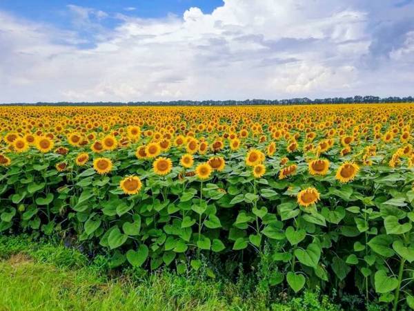 「ウクライナ産ひまわりはちみつ」がアートパッケージで登場。ウクライナ養蜂の復興を願い、現代美術アーティスト荻野夕奈の描くひまわり畑をデザイン【クインビーガーデン】