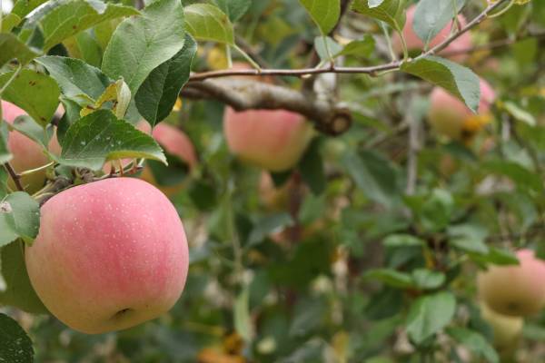 原不動滝・小滝公園もみじ祭り開催決定