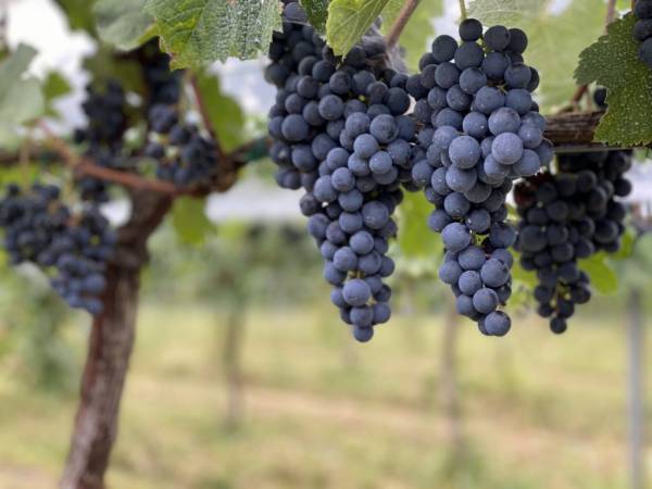 【リゾナーレ八ヶ岳】7月9日リリース ドメーヌ ミエ・イケノ「Mie Ikeno 2020 ミレジム」宿泊者限定で販売 | 発売日：2022年7月9日