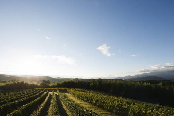 【リゾナーレ八ヶ岳】7月9日リリース ドメーヌ ミエ・イケノ「Mie Ikeno 2020 ミレジム」宿泊者限定で販売 | 発売日：2022年7月9日