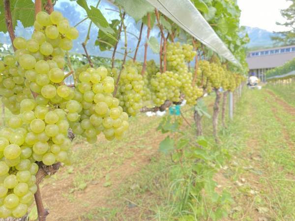 【リゾナーレ八ヶ岳】7月9日リリース ドメーヌ ミエ・イケノ「Mie Ikeno 2020 ミレジム」宿泊者限定で販売 | 発売日：2022年7月9日