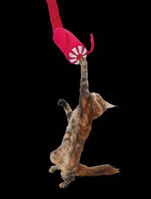 月刊「ムー」が犬猫グッズ通販サイト「ペピイ」と初のコラボ！  2022年10月6日から数量限定でムーワールド全開のオリジナル猫グッズを販売