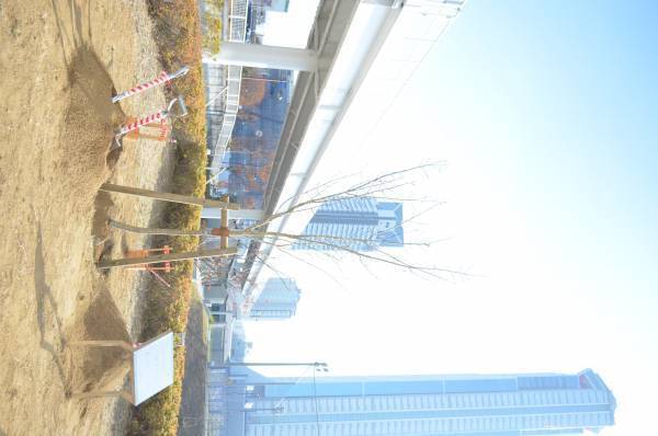 【森ノ宮医療大学】創立15周年を記念してセレッソ大阪を招いた桜の記念植樹を実施