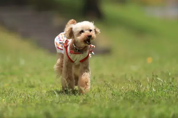 淡路島の複合施設「のじまスコーラ」 天然芝の『ドッグラン』1月20日オープン ～ 利用無料！お得なキャンペーンやワンちゃんアニバーサリープランも登場 ～